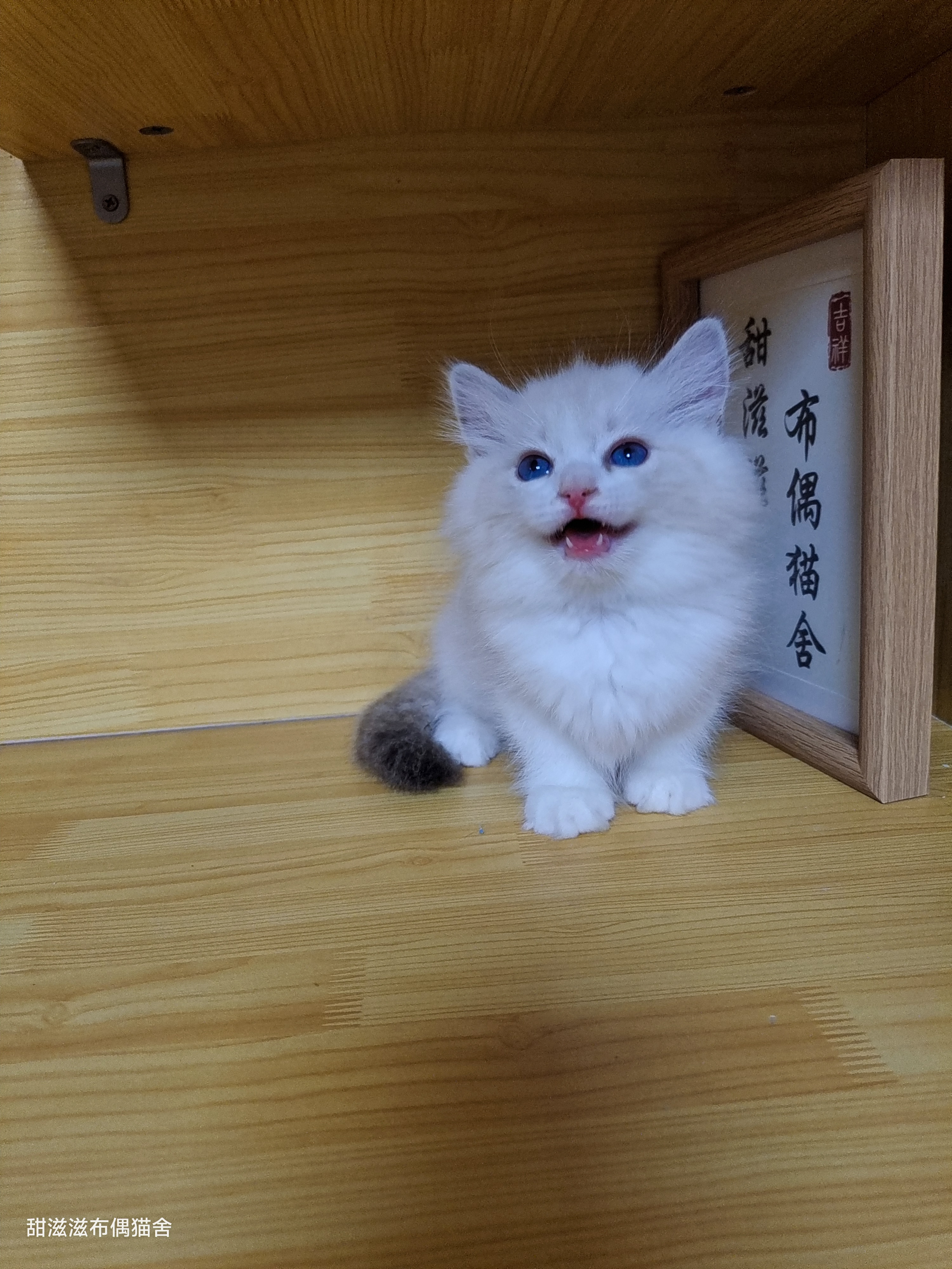 布偶猫弟弟，纯白色毛发，蓝色大眼睛